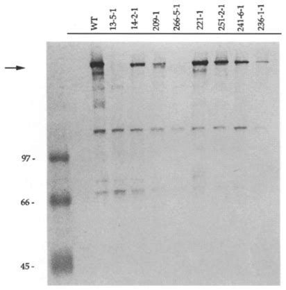 Western Blot Analysis Of Membrane Proteins From Nine Cho Cell Lines