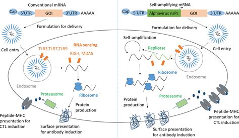 MRNA Vaccines Structure