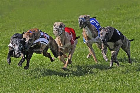 Cachorros Chicotes Correndo Correndo Em Pista Foto De Stock Imagem De