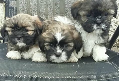 Shih-tzu x Lhasa apso puppies | in Tandragee, County Armagh | Gumtree