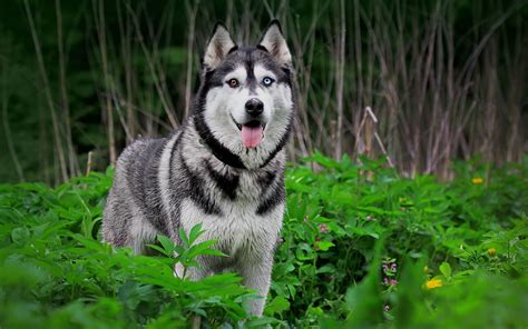 Siberian Huskies Wallpapers 86 Images