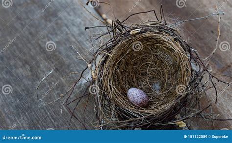 Bird egg in the nest stock image. Image of space, outdoors - 151122589