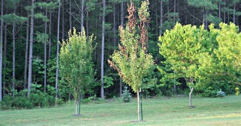 Gardening in the Heart of Virginia: Fire Blight in Pear Trees