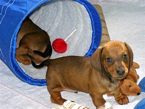 Goodwood Dachshunds Scout Milo Babies 7 Weeks Old