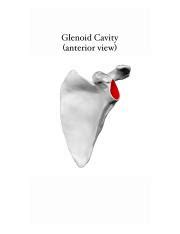 GLENOID CAVITY ANTERIOR VIEW.JPG - | Course Hero