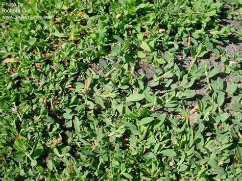 Prostrate Knotweed Polygonum Aviculare2 Pace Turf Photo Gallery