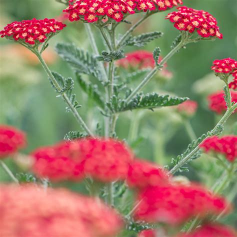 Szkółka Bylin Dobrepole Achillea millefolium Sassy Summer Sangria