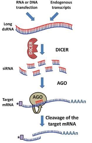 Schematic Representation Of The Mechanism Of Rnai In T Brucei Dsrna