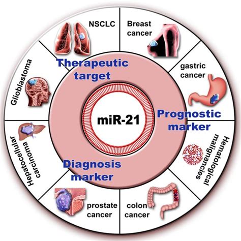 Upregulation Of Mir In Nsclc Cells And Exosomes Released From