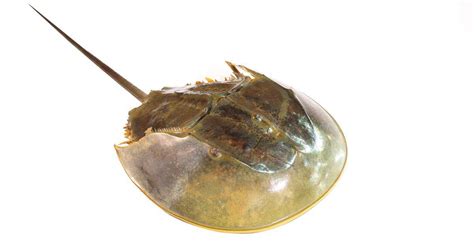 Horseshoe Crab Animal Facts Az Animals