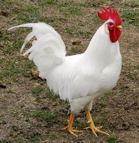 Leghorn Chickens Leghorn Chickens Chickens Backyard Laying Chickens Breeds