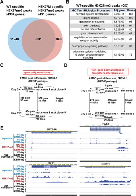 Widespread Loss Of H3K27me3 And Reduced DNA Methylation Is Seen In The