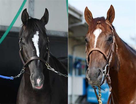 引退、種牡馬入りするグローリーヴェイズ、サリオスの繋養先が決定 サンスポzbat