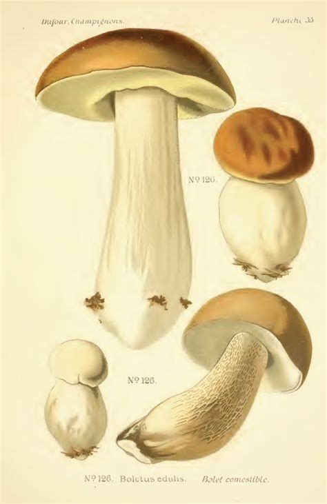 Atlas Des Champignons Atlas Des Champignons Boletus Edulis