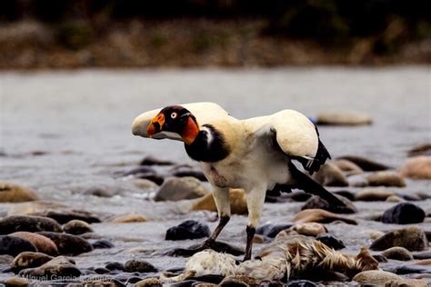 Daagse Tour Naar Het Manu National Park Aangeboden Door Amazon Peru