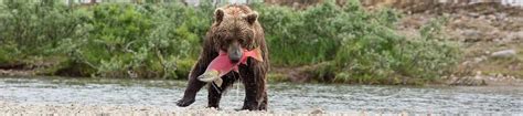 Alaska Fly Fishing Lodges & Trips