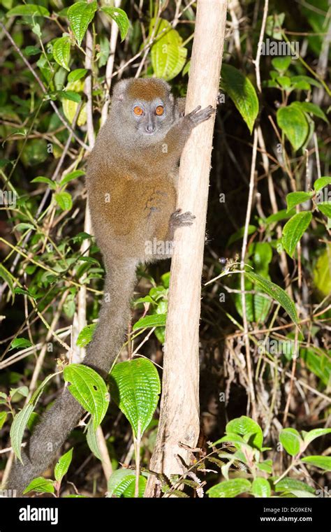 Eastern Grey Bamboo Lemur Hi Res Stock Photography And Images Alamy