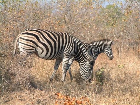 Function of African zebra stripes has been a scientific interest for ...