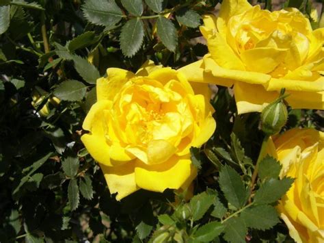 Photo Of The Bloom Of Rose Rosa Foetida F Persiana Persian Yellow