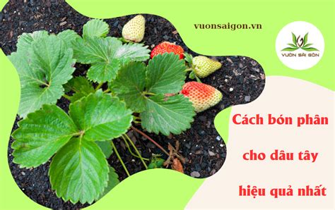 Cách bón phân cho dâu tây hiệu quả nhất