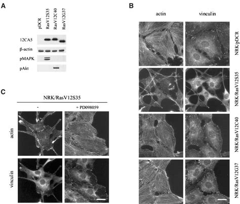 Activation Of The Rasmapk Pathway Disrupts The Actin Cytoskeleton And