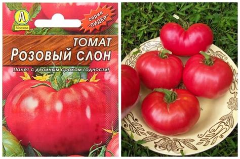 Томат Розовый слон: описание сорта. Очень большой и очень розовый ...
