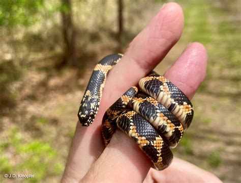 Eastern Kingsnake