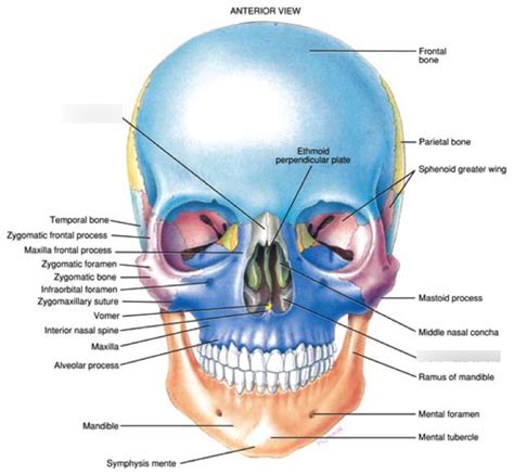 Ch.6 Articulatory & Resonance (Nasal Bones & Inferior Nasal Conchae ...