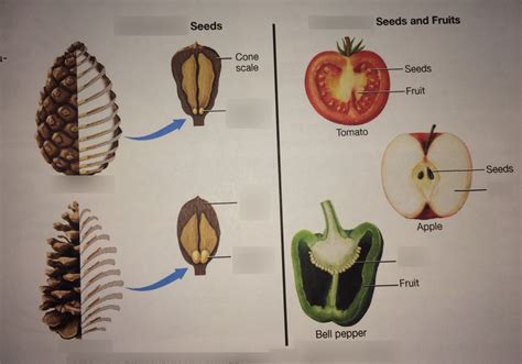 Gymnosperm Vs Angiosperm