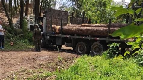 Guarda Ambiental Flagra Corte Ilegal De Rvores Na Estrada Bonsucesso