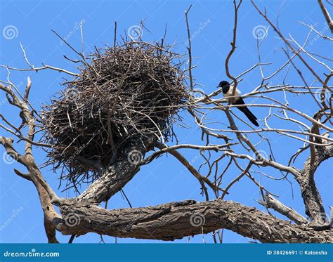 Common Magpie Near Nest Stock Photos - Free & Royalty-Free Stock Photos ...