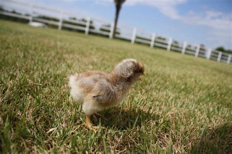 Germany Becomes First Country To Ban Egg Industrys Shredding Of Live