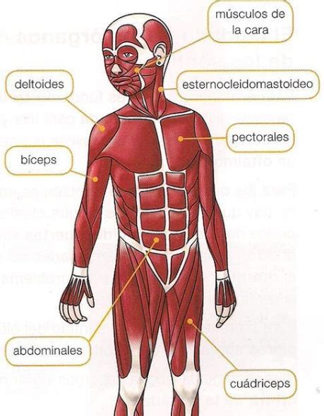 Sistema Muscular Para Ni Os Tu Escuelita