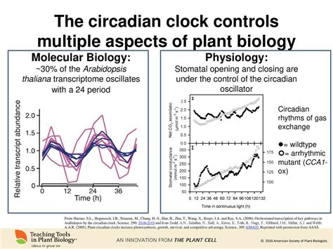 Rhythms Of Life The Plant Circadian Clock Ppt Download