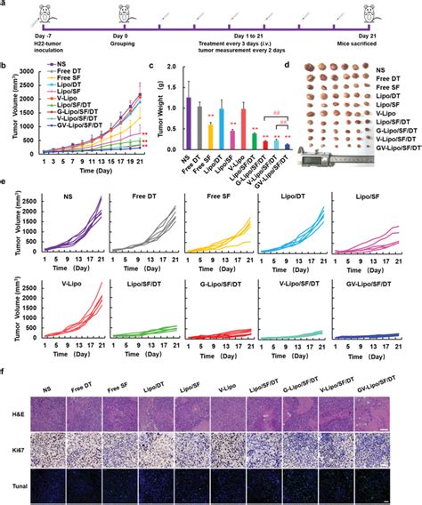 Gvlipo Sf Dt Showed Enhanced Antitumor Efficacy In H Bearing Tumor