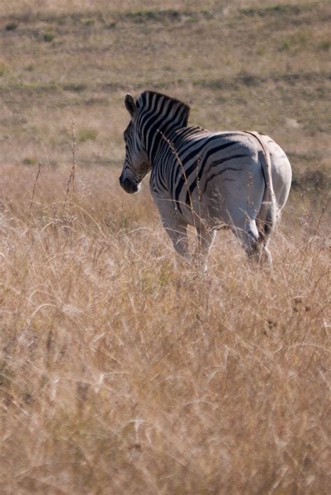 Free Images Nature Grass Prairie Animal Wildlife Africa Mane