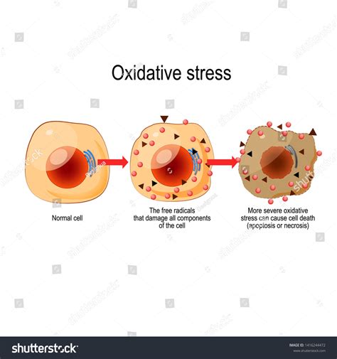 432 细胞膜破坏 图片、库存照片和矢量图 Shutterstock