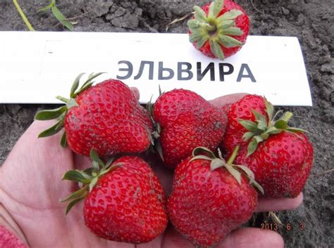 Клубника Эльвира — описание сорта, фото, отзывы садоводов