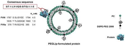 A Schematic Diagram Showing A Peglip Formulated Coagulation Factor Viii