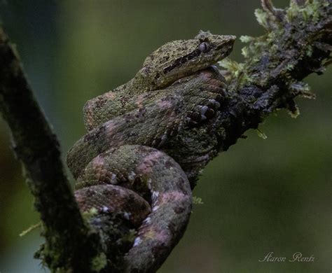 Eye Lash Pit Viper Bothriechis Schlegelii Known Commonly Flickr