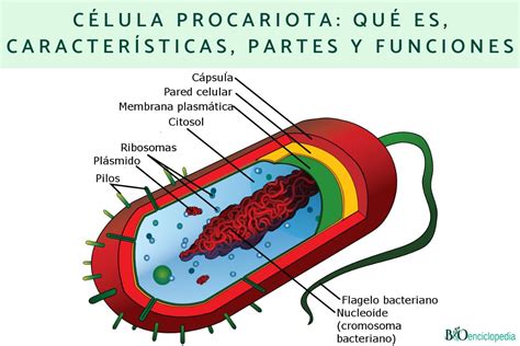 C Lula Procariota Qu Es Caracter Sticas Partes Y Funciones