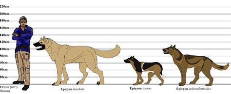 Wolf Vs. Dog Size Comparison