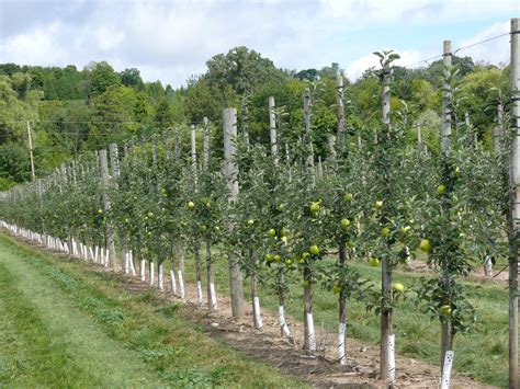 Training Systems For The New Apple Orchard