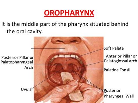 Anatomy Of Pharynx