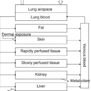 Schematic Of The Physiologically Based Pharmacokinetic Model For