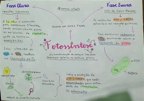 O Que Fotoss Ntese E Como Ocorre As Suas Fases Fase Clara E Fase