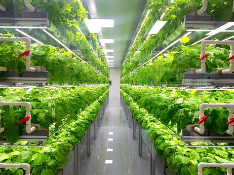 Greenhouse Farming Revolutionizing Sustainable Agriculture