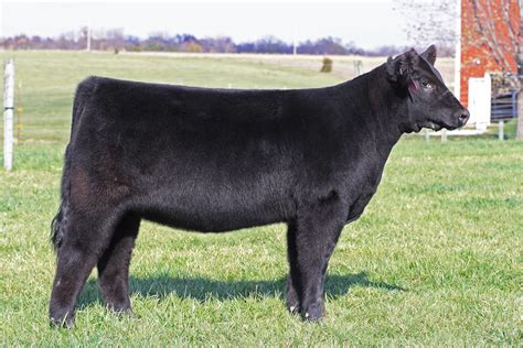 Holtkamp Cattle Co: Predator show heifer. Hairy and Cool!