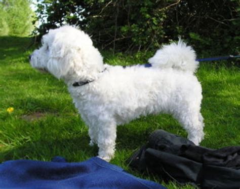 Franzuskaya Bolonka Dog Breed Information, Images, Characteristics, Health
