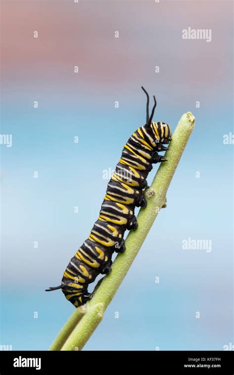 Monarch Caterpillar On A Milkweed Stalk Stock Photo Alamy